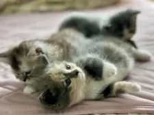 ミヌエット(短足)【香川県・女の子・2025年9月3日・ダイリュートキャリコ】の写真10