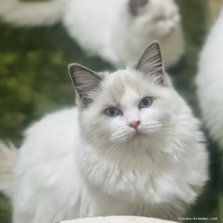 ID:2407-02335の子猫