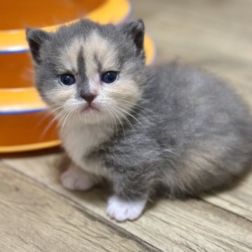 ミヌエット(短足)【香川県・女の子・2025年9月3日・ダイリュートキャリコ】の写真「ヨチヨチ歩きの短足ちゃん✨」