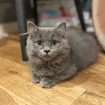 ミヌエット(短足)【香川県・女の子・2025年7月12日・ブルーソリッド（ロング）】の写真「ムチムチモコモコ😍」