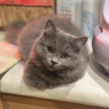 ミヌエット(短足)【香川県・女の子・2025年7月12日・ブルー（ロング）】の写真「ムチムチモコモコ😍」