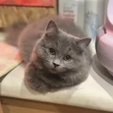 ミヌエット(短足)