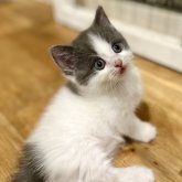 ブリティッシュショートヘア