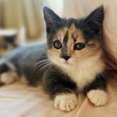 ミヌエット(短足)