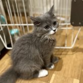 ミヌエット