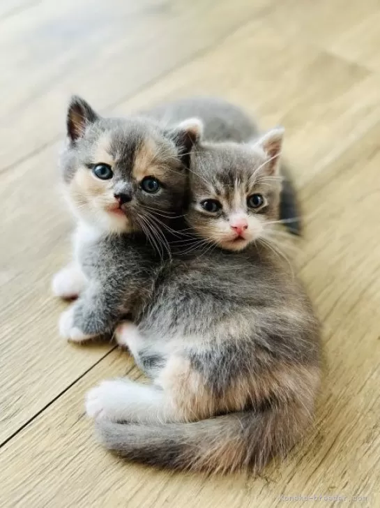 pecochan様御予約️生後15日赤ちゃん子猫アートドールぬいぐるみ