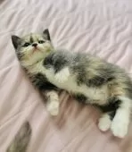 ミヌエット(短足)【香川県・女の子・2025年9月3日・ダイリュートキャリコ】の写真7