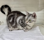 アメリカンショートヘア【・女の子・2021年5月14日・シルバータビー】