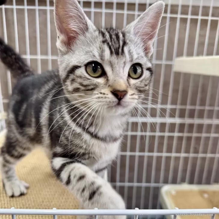 ID：2509-00302の子猫