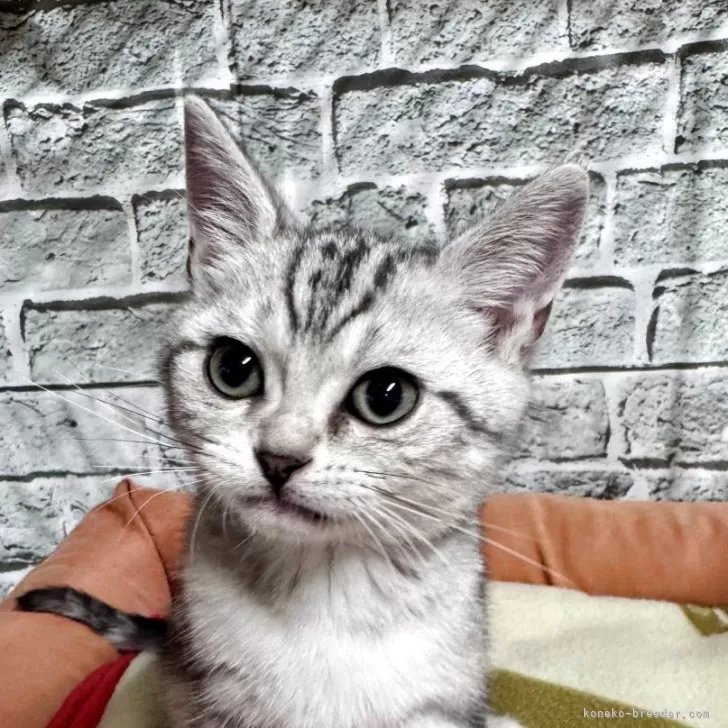 ID：2512-01467の子猫