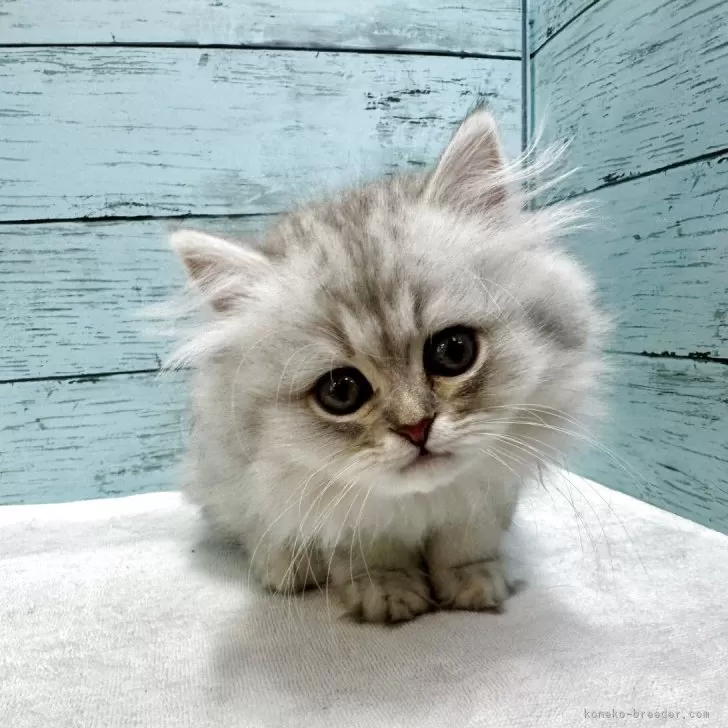 ID：2508-03359の子猫