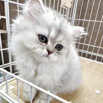 ペルシャ(チンチラ)【埼玉県・女の子・2025年6月14日・シルバー】の写真「とっても甘えん坊な女の子です！」