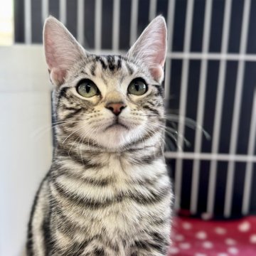 アメリカンショートヘア【埼玉県・女の子・2025年6月23日・シルバータビー】の写真「猫じゃらし大好きな女の子です！」