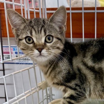 マンチカン(長足)【埼玉県・男の子・2025年8月14日・ブラウンタビー】の写真「可愛いお顔の男の子です！」