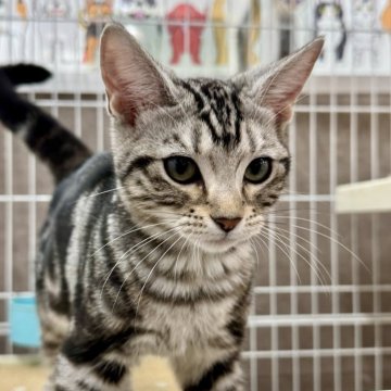 アメリカンショートヘア【埼玉県・女の子・2025年6月23日・シルバータビー】の写真「猫じゃらし大好きな女の子です❗️」