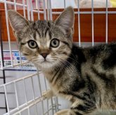 マンチカン(長足)