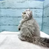 ペルシャ(チンチラ)【埼玉県・男の子・2025年6月14日・シルバー】の写真3