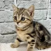 マンチカン(長足)【埼玉県・男の子・2025年8月14日・ブラウンタビー】の写真5