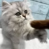 ペルシャ(チンチラ)【埼玉県・男の子・2025年6月14日・シルバー】の写真5