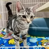 アメリカンショートヘア【埼玉県・女の子・2025年6月23日・シルバータビー】の写真6