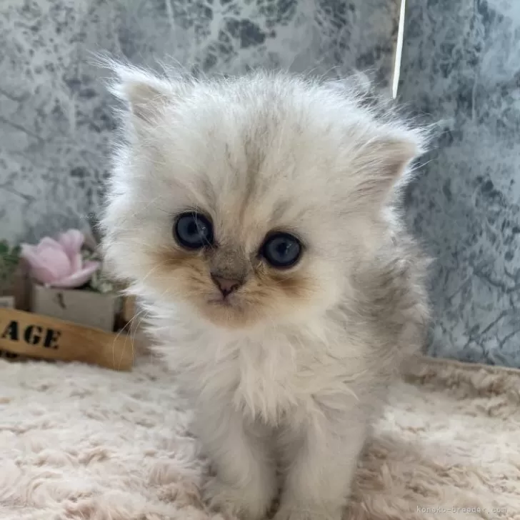 ID:2410-03437の子猫