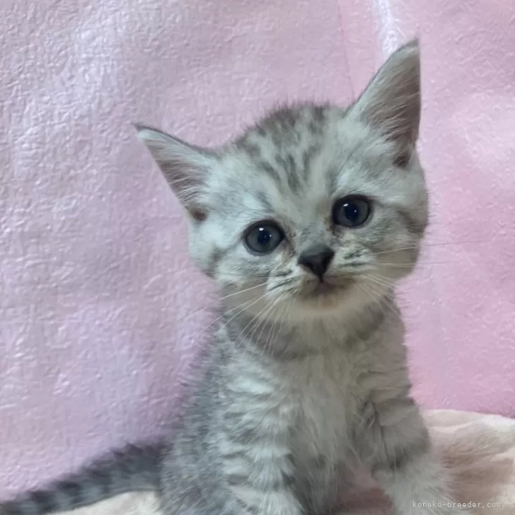 ID:2406-02920の子猫