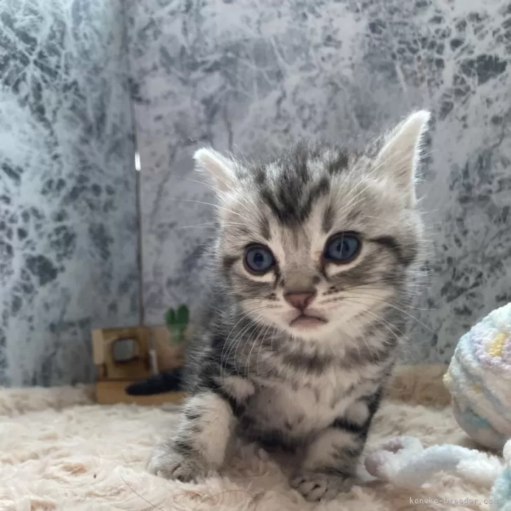 ID：2404-03223の子猫