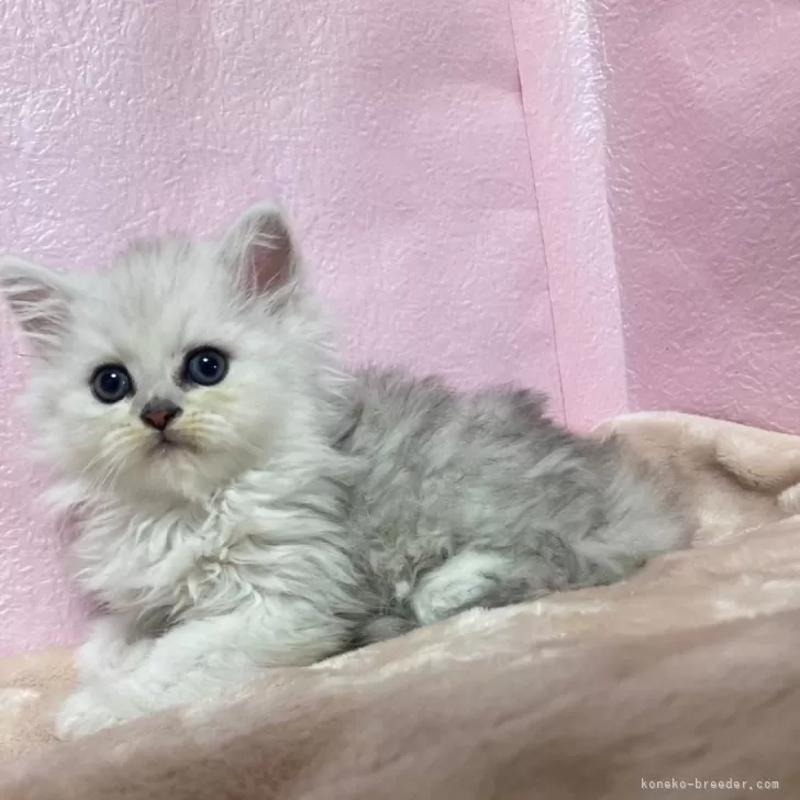 ID:2405-03041の子猫