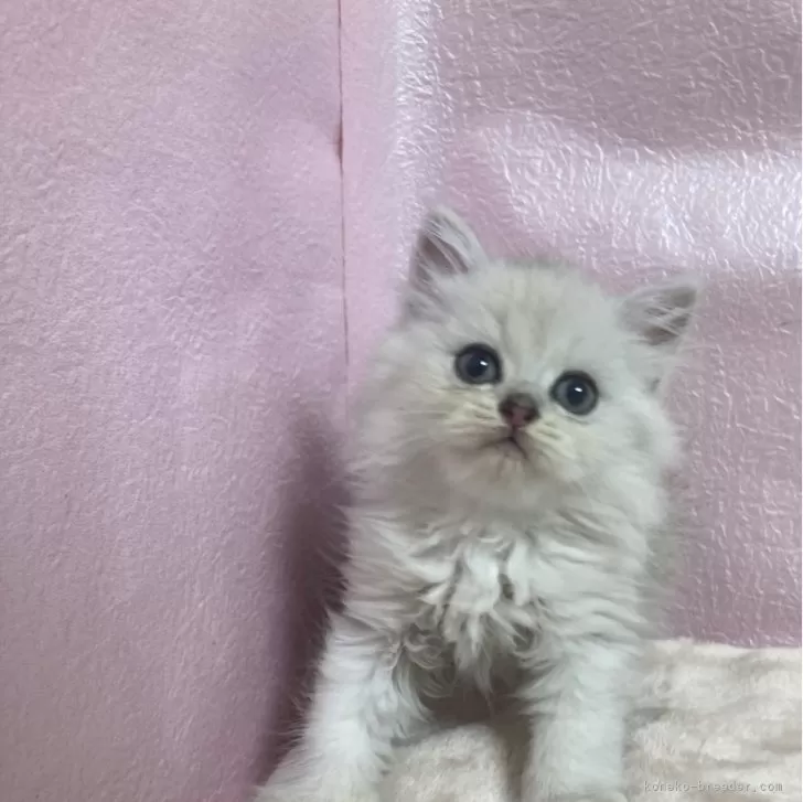 ID:2407-01485の子猫