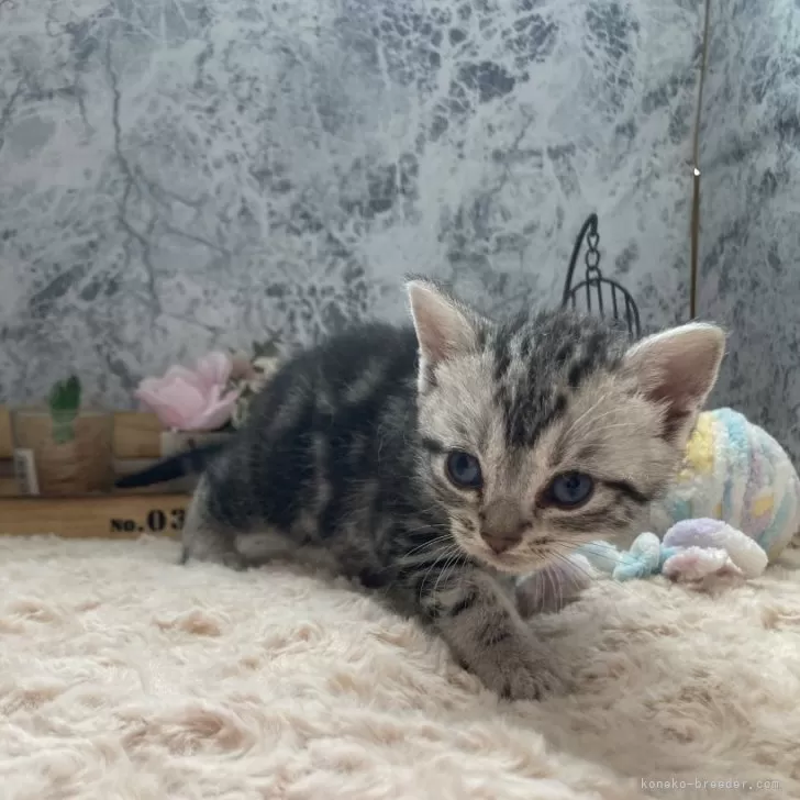 ID：2404-03195の子猫