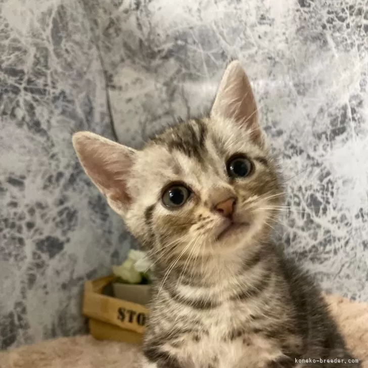 ID:2406-02917の子猫