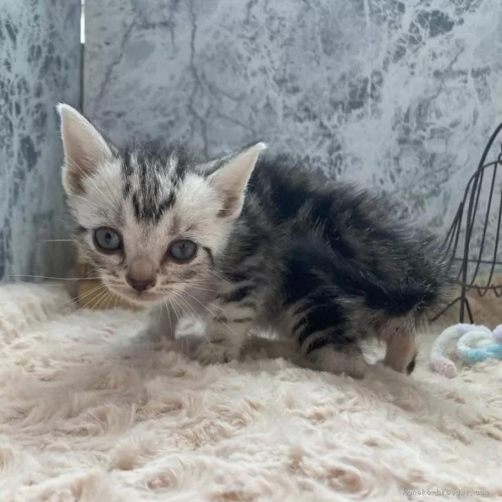ID:2404-03193の子猫