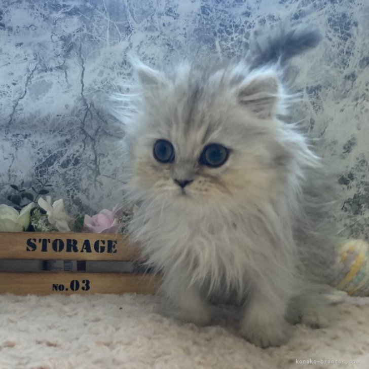 ペルシャ(チンチラ)【神奈川県・男の子・2024年9月13日