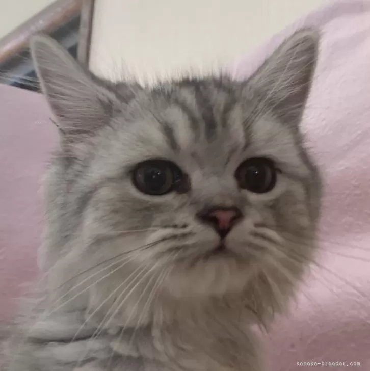 ID:2406-00919の子猫