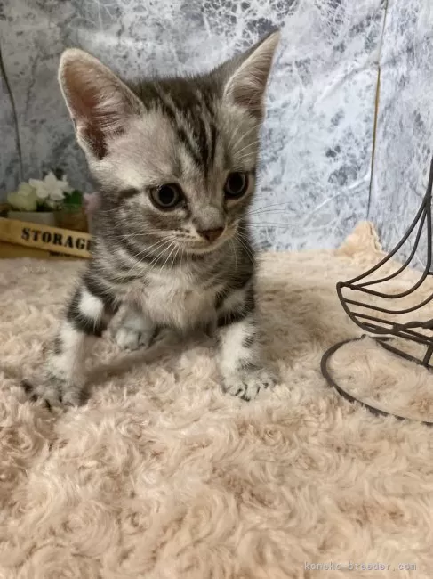 ID:2406-02913の子猫