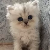 ペルシャ(チンチラ)【神奈川県・女の子・2024年9月22日・チンチラシルバー】の写真1「体重440グラム。私は女の子だけど一番重いみたい。」