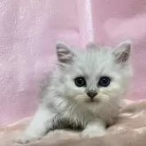 ペルシャ(チンチラ)【神奈川県・男の子・2024年4月1日・チンチラシルバー】の写真2