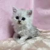 ペルシャ(チンチラ)【神奈川県・男の子・2024年4月1日・チンチラシルバー】の写真3