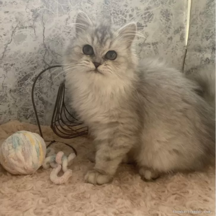 ID：2411-02788の子猫