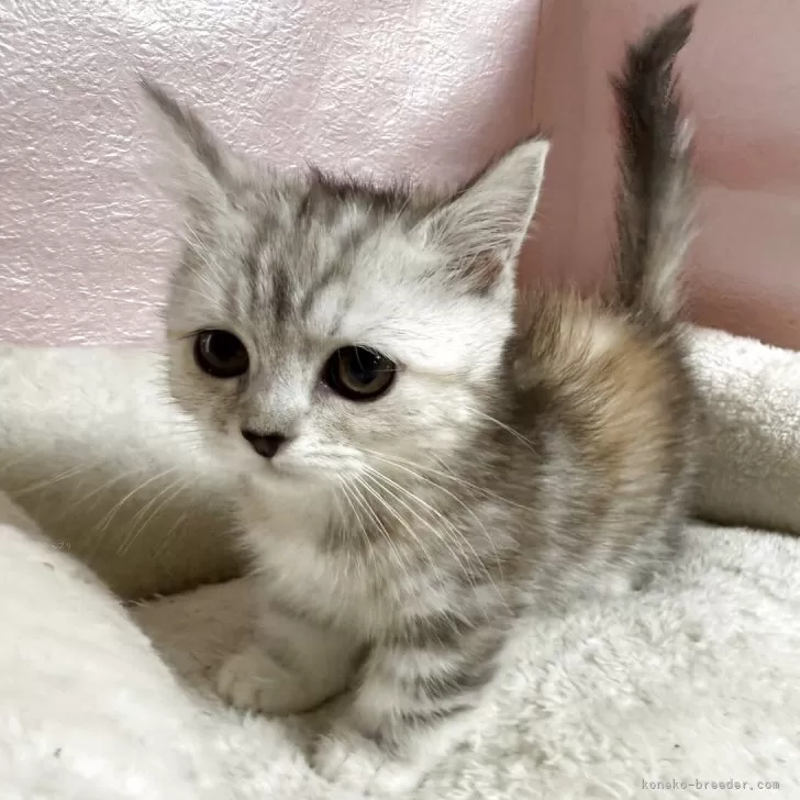 ID：2504-03350の子猫