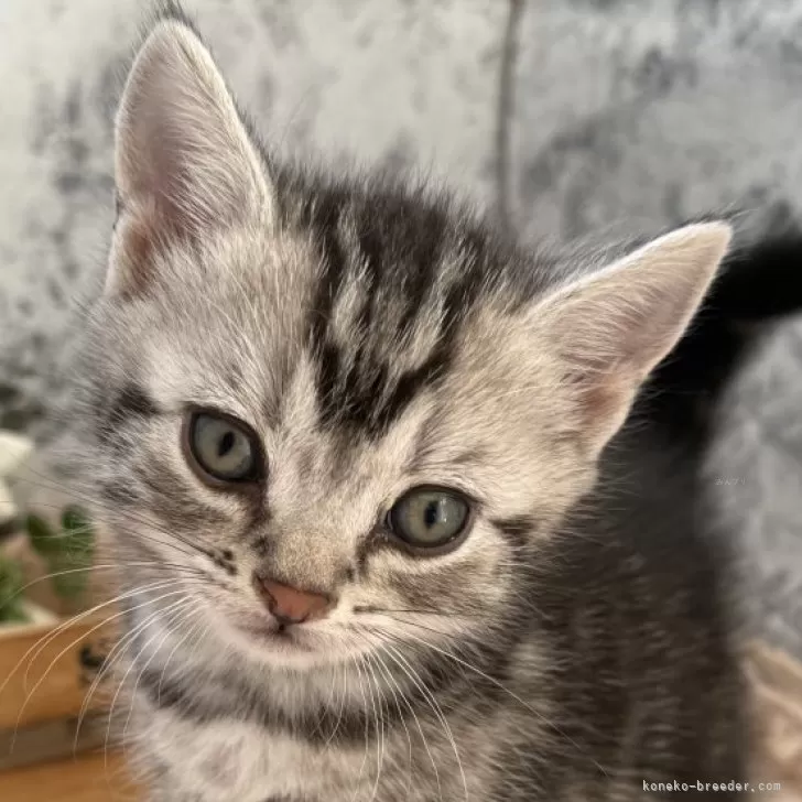 ID:2503-00795の子猫