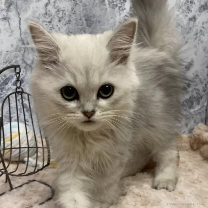 ID:2412-00440の子猫