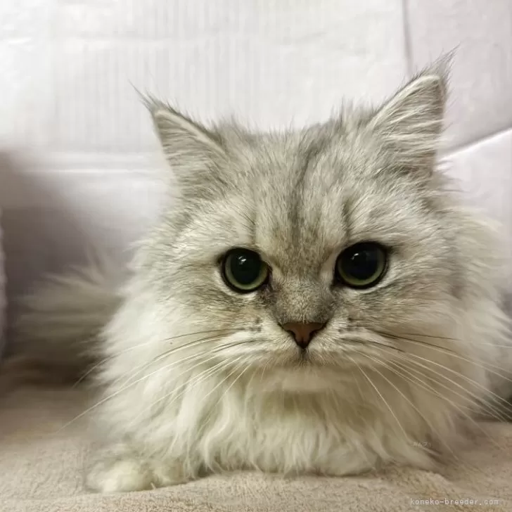 ペルシャ(チンチラ)【神奈川県・男の子・2025年4月25日・チンチラシルバー】の写真1「おとなしい性格の男の子」
