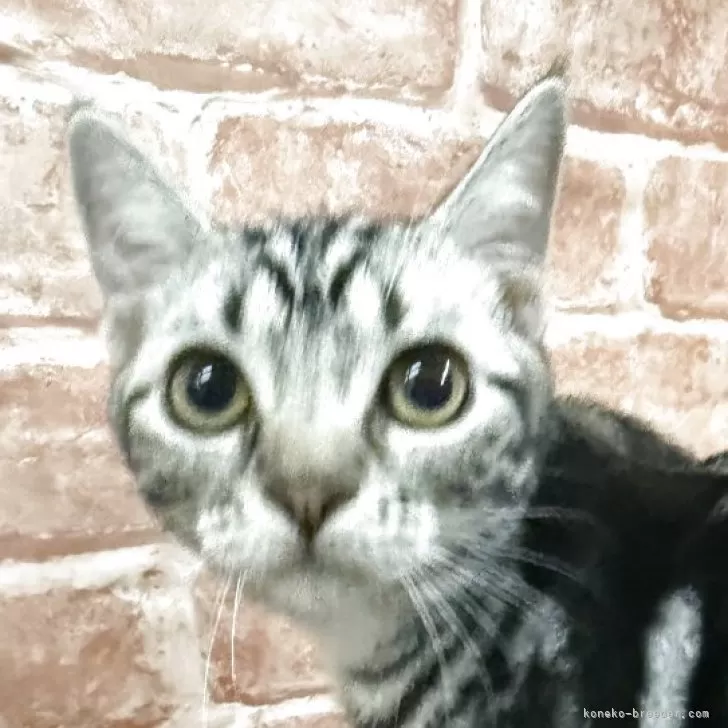 J.K 様のお迎えした子猫