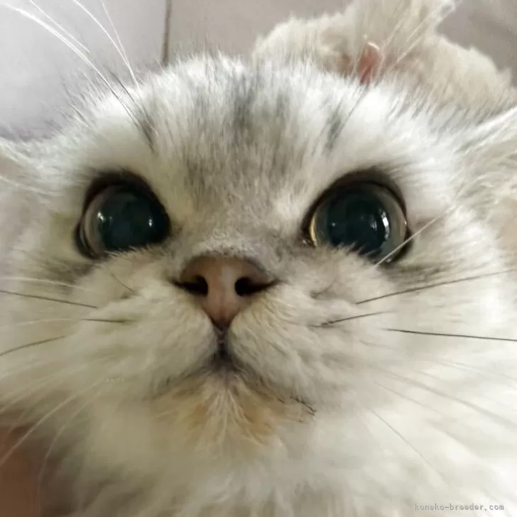 ペルシャ(チンチラ)【神奈川県・男の子・2025年4月25日・チンチラシルバー】の写真1「僕は体は小さいけど元気な甘えん坊です。」