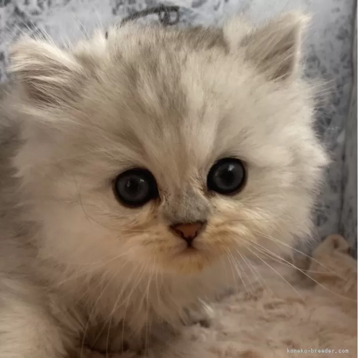 ID：2412-01689の子猫