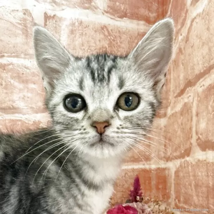 Y.K 様のお迎えした子猫