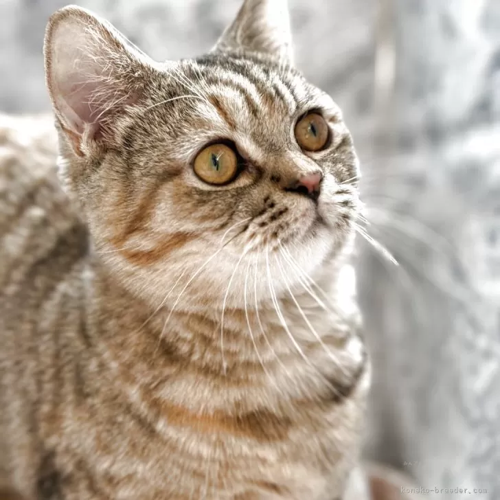 ID：2411-00737の子猫