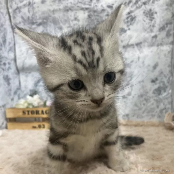 ID：2412-02311の子猫