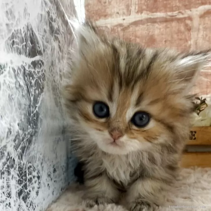 ID：2505-03169の子猫